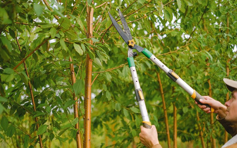 Tree trimming in Spring Hill, FL